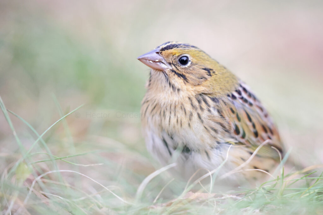 Henslow’s sparrow (Centronyx henslowii), New York, United States