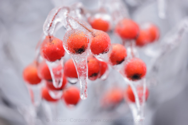 Frozen berries of Washington hawthorn (Crataegus phaenopyrum)
