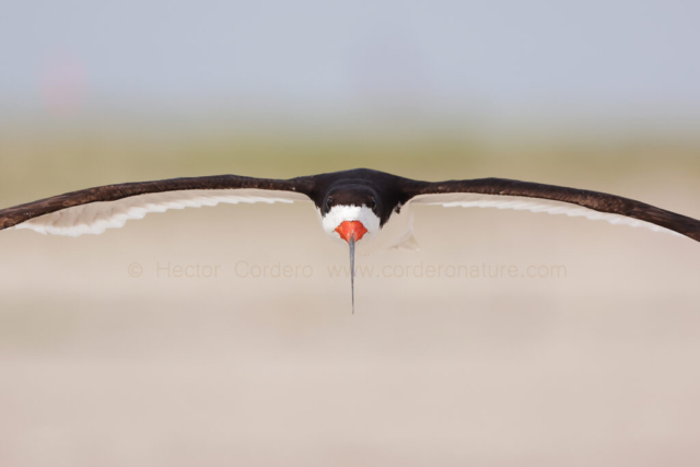 Black skimmer (Rynchops niger) in flight, Long Island, USA. Hector Cordero.