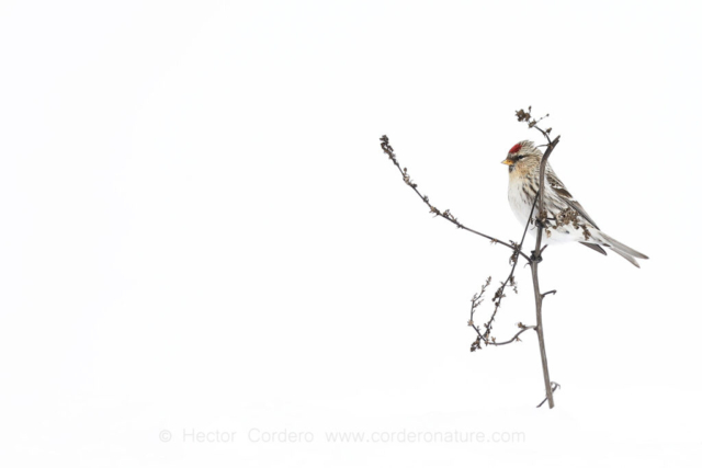 Common redpoll (Acanthis flammea) in the snow during the winter, New York, USA