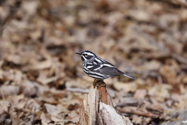 Black-and-white warbler (Mniotilta varia), New York, United States