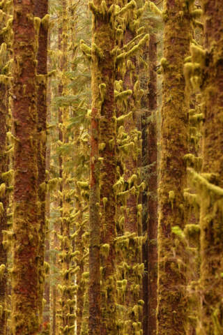 Moss-covered trees, Olympic National Park, USA