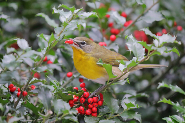 Yellow-breasted chat (Icteria virens) in New York, United States